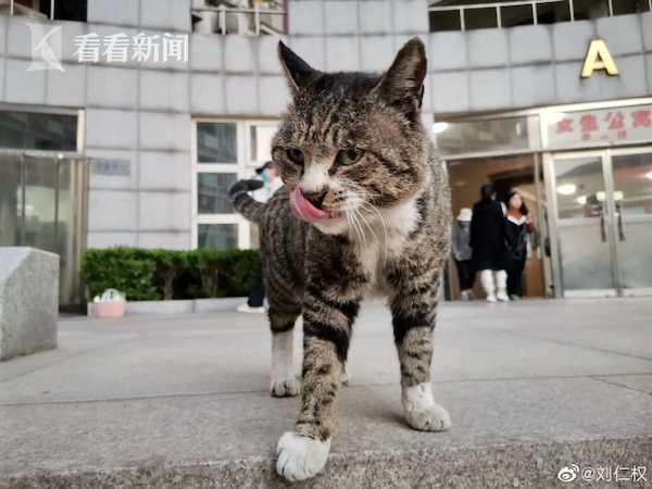 某女子吃猫视频被爆料,引发社会广泛关注与谴责 第2张 某女子吃猫视频被爆料,引发社会广泛关注与谴责 第2张